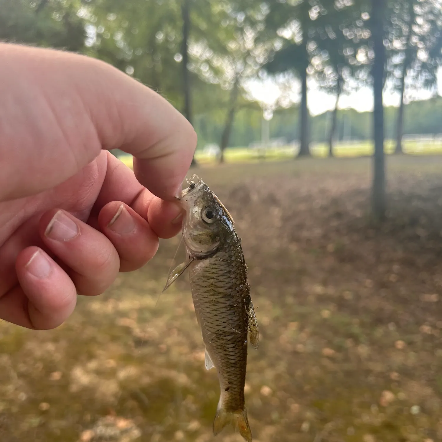 Striped shiner caught on Fishbrain