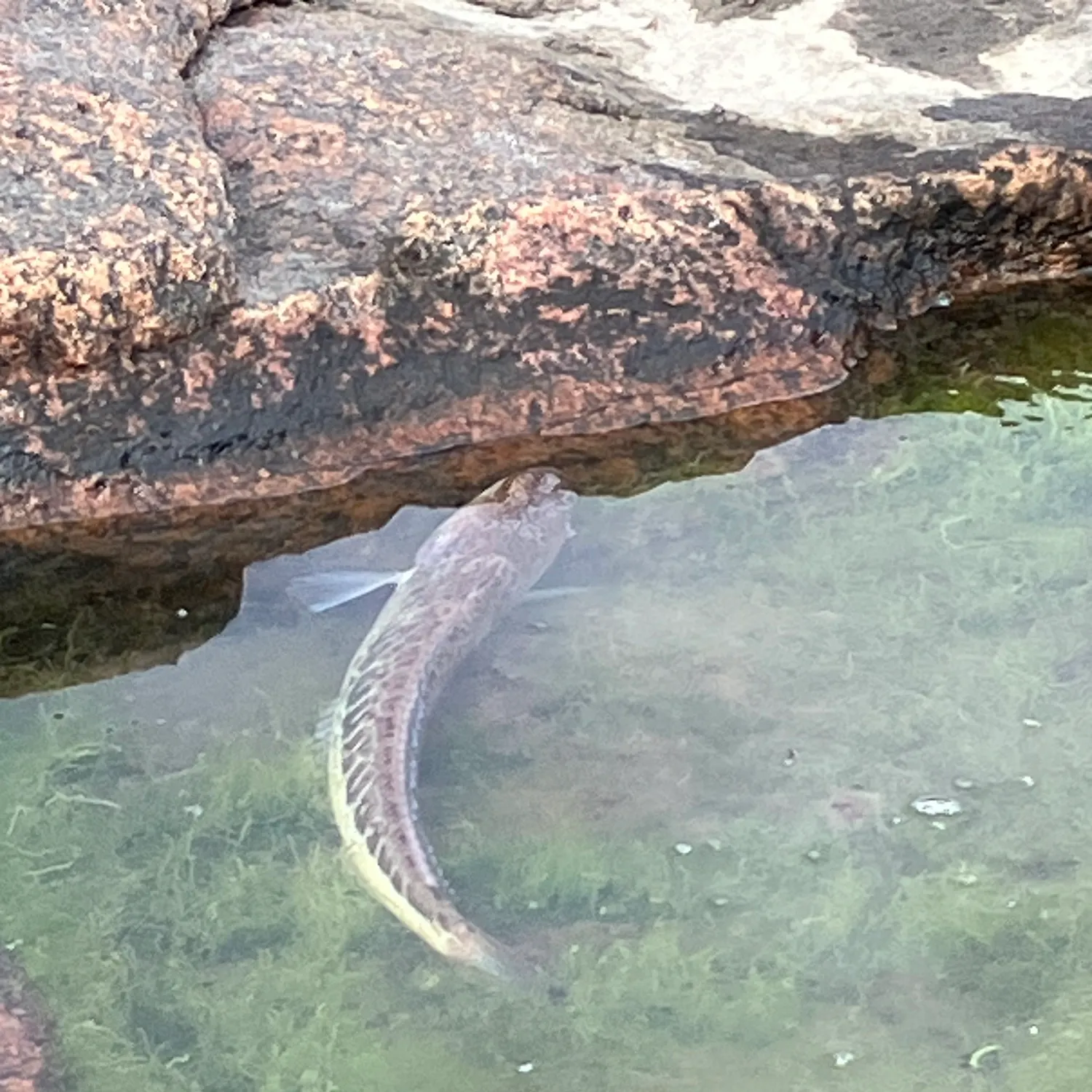 The most recent Greater weever catches on Fishbrain