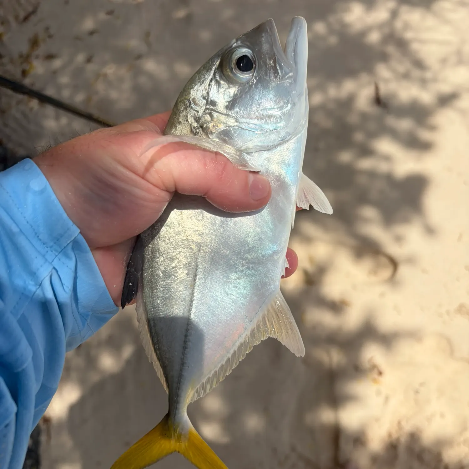 The most recent Horse-eye jack catches on Fishbrain