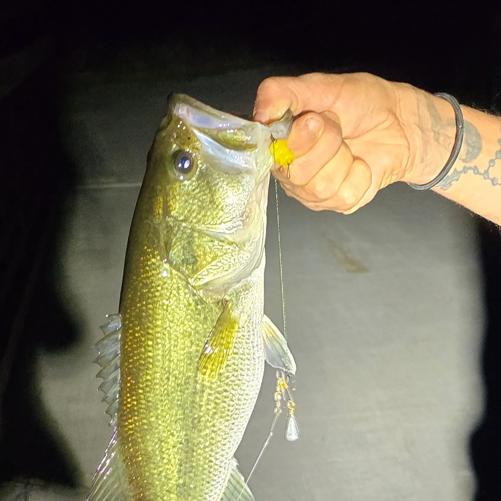 The most recent Largemouth bass catches on Fishbrain