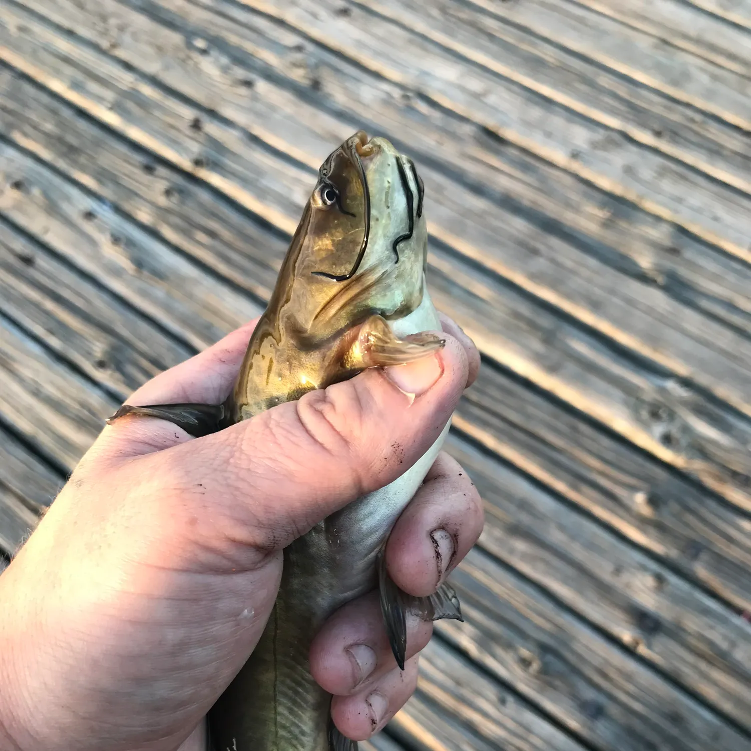 catch