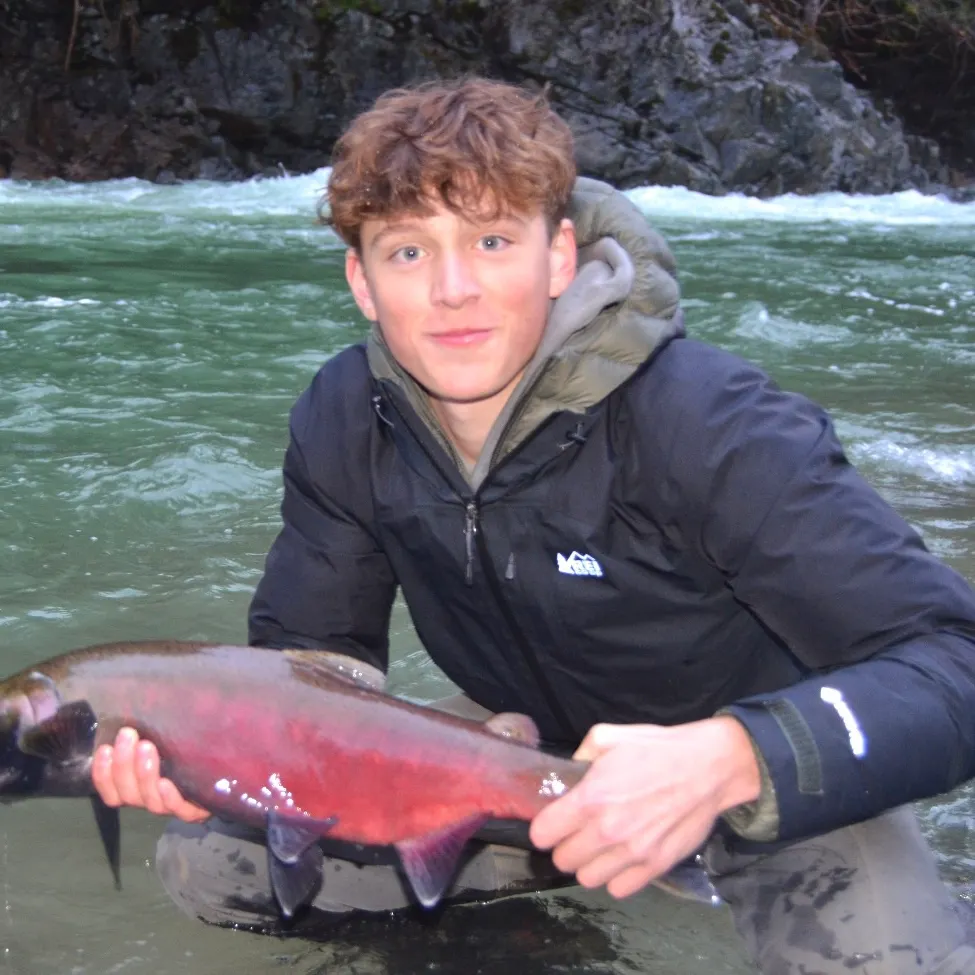 The most recent Coho salmon catches on Fishbrain