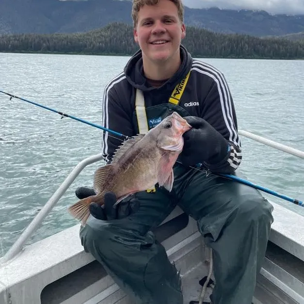 The most recent Dusky rockfish catches on Fishbrain