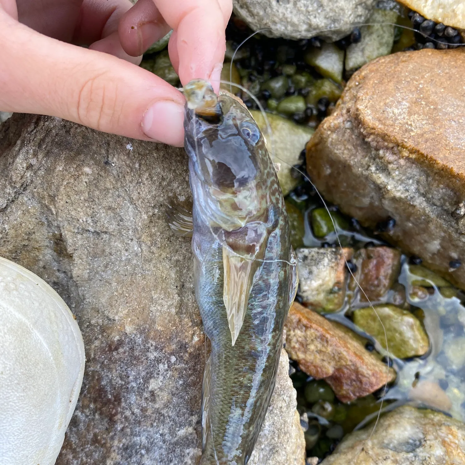 The most recent Rock goby catches on Fishbrain