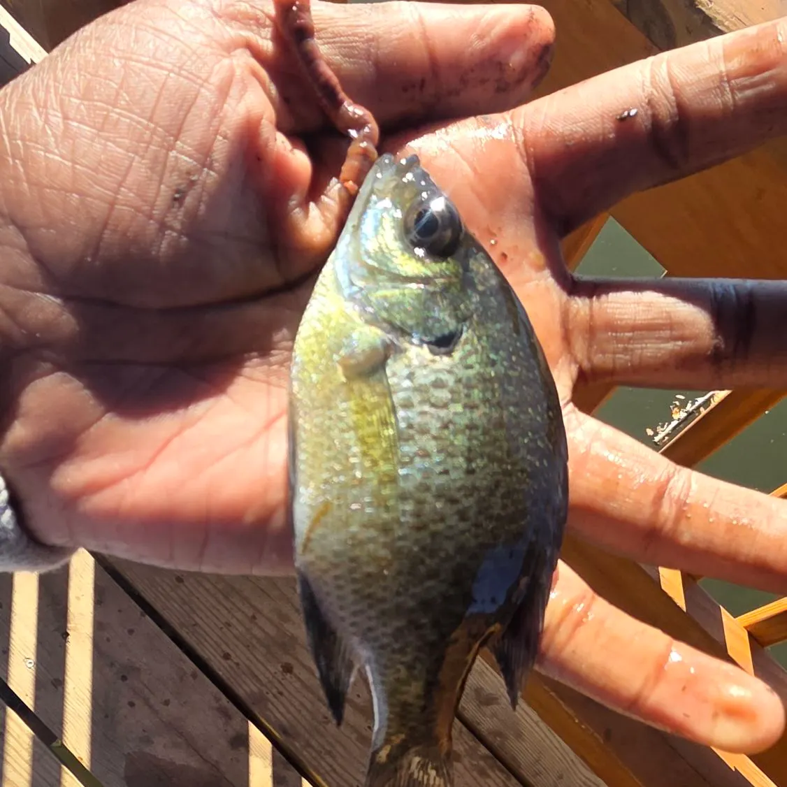 Bluegill caught on Fishbrain