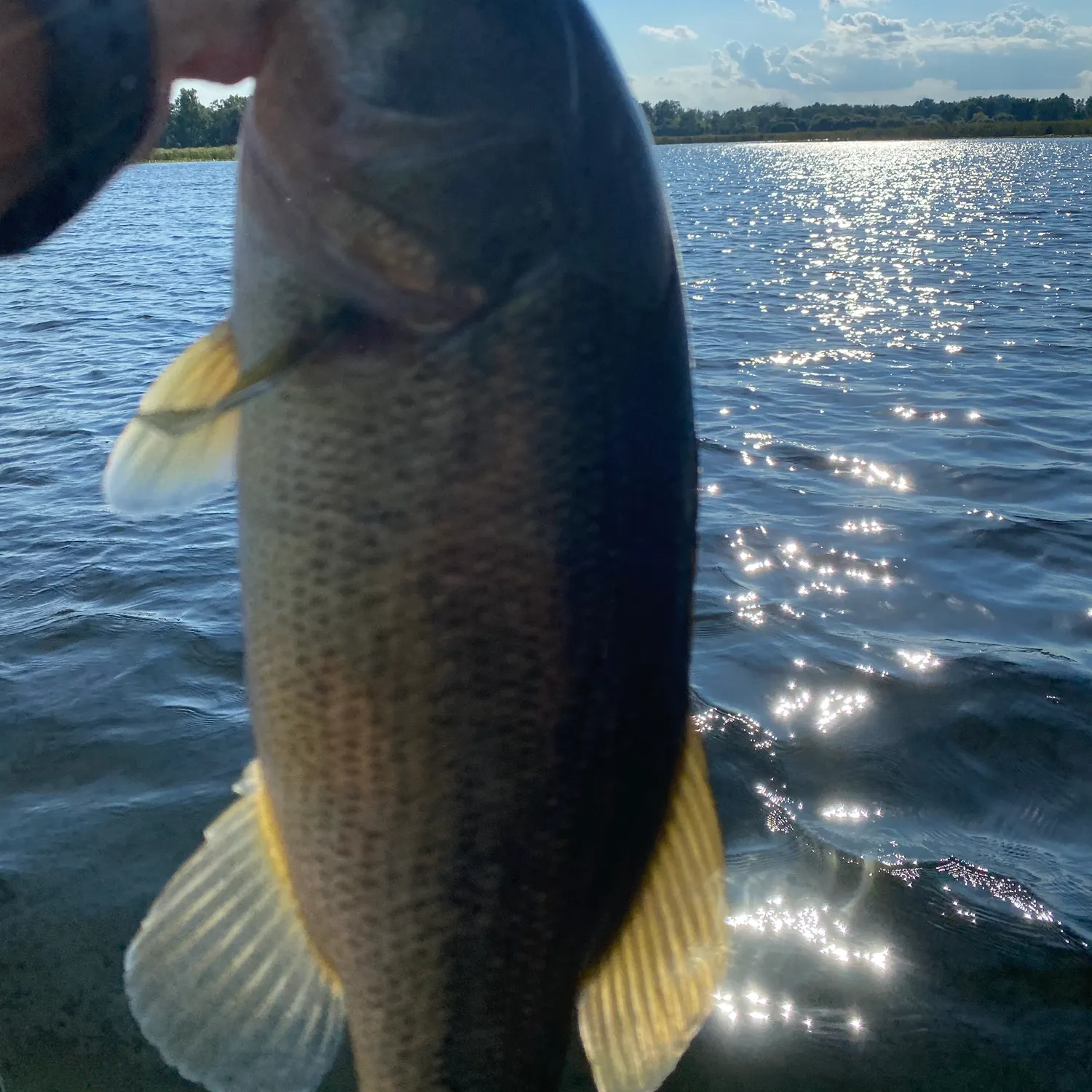 Largemouth bass caught on Fishbrain
