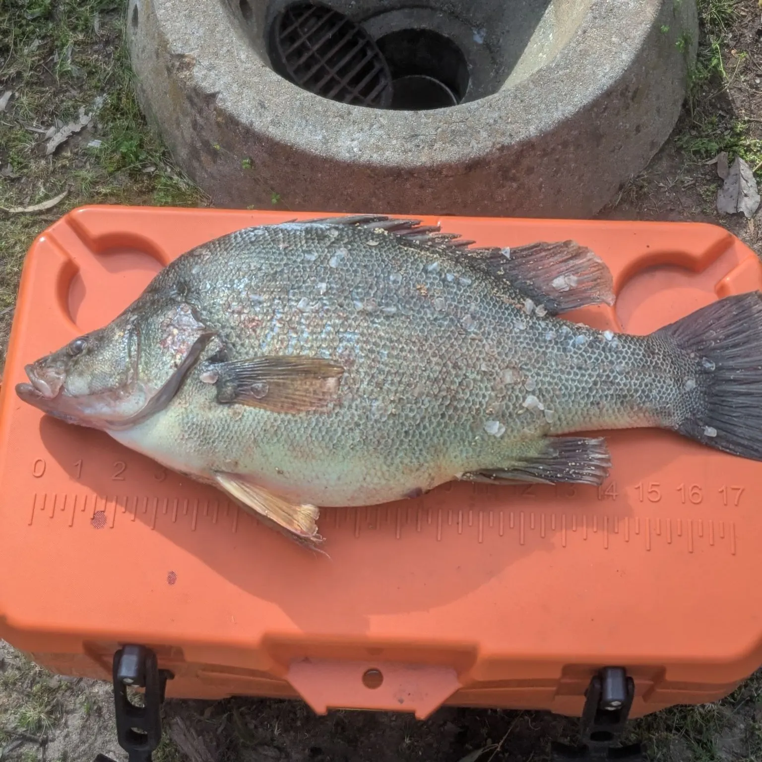 Golden perch caught on Fishbrain