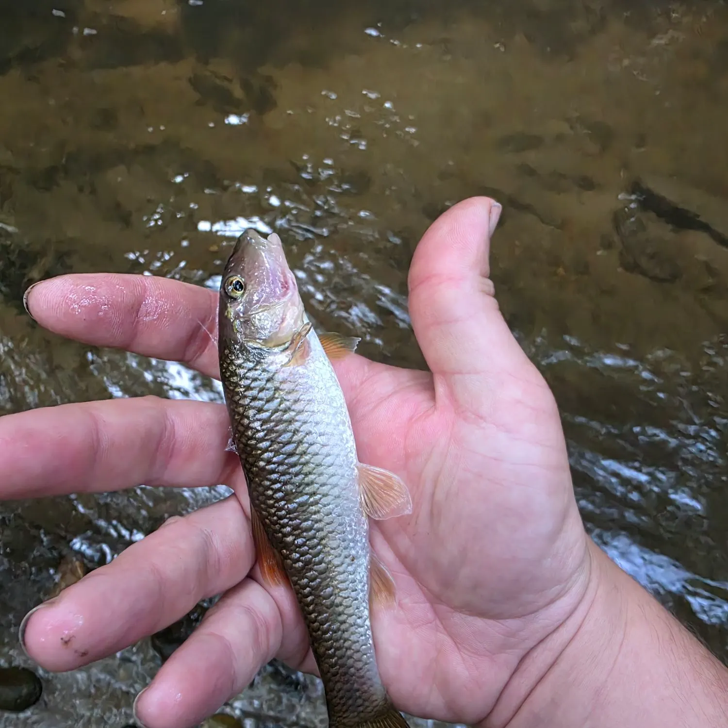 The most recent Creek chub catches on Fishbrain