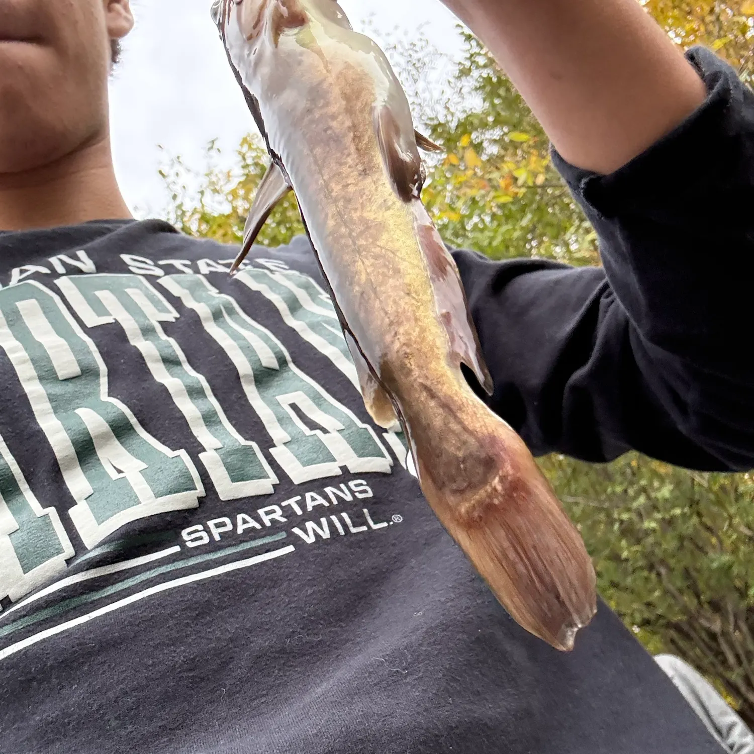 Yellow bullhead caught on Fishbrain