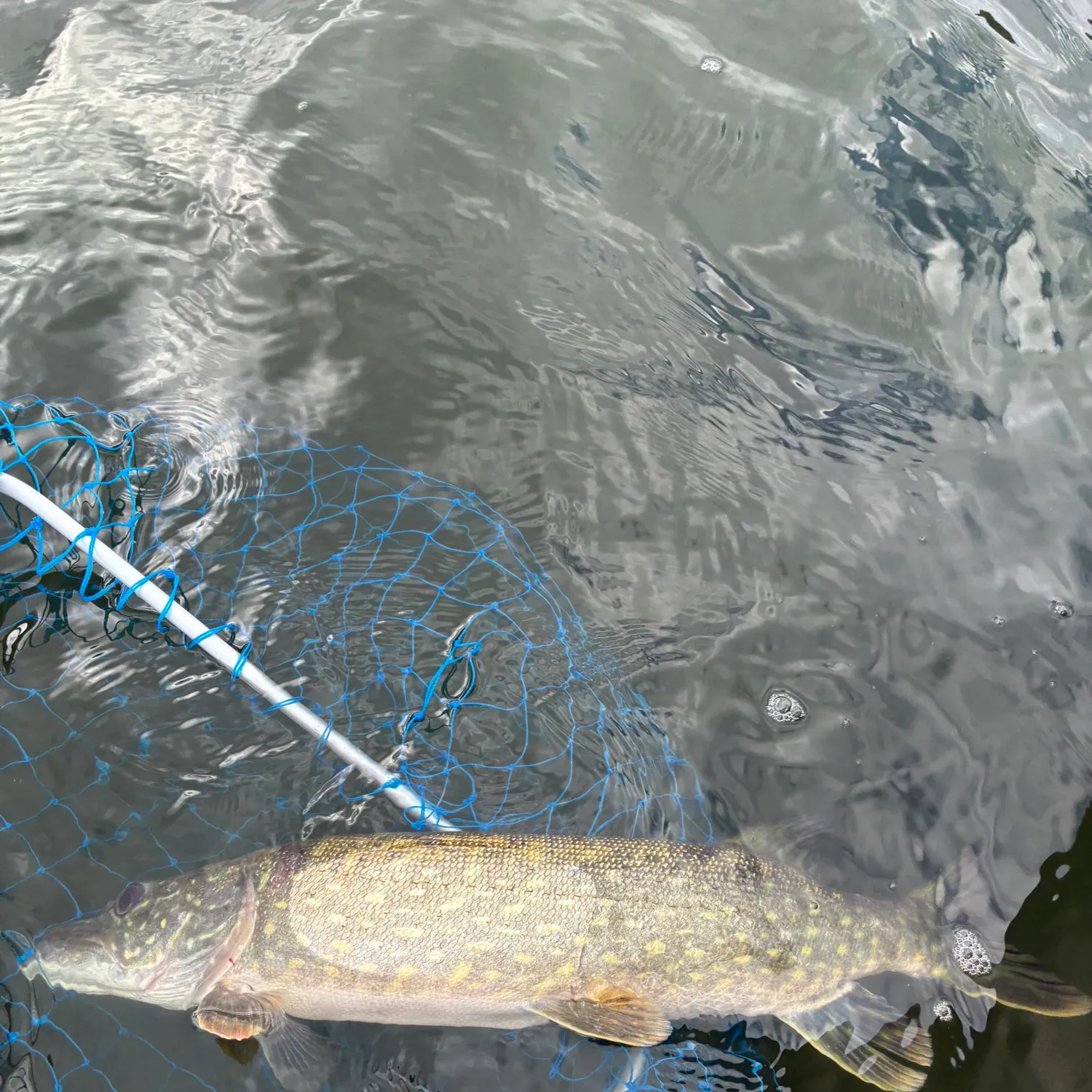 Northern pike caught on Fishbrain