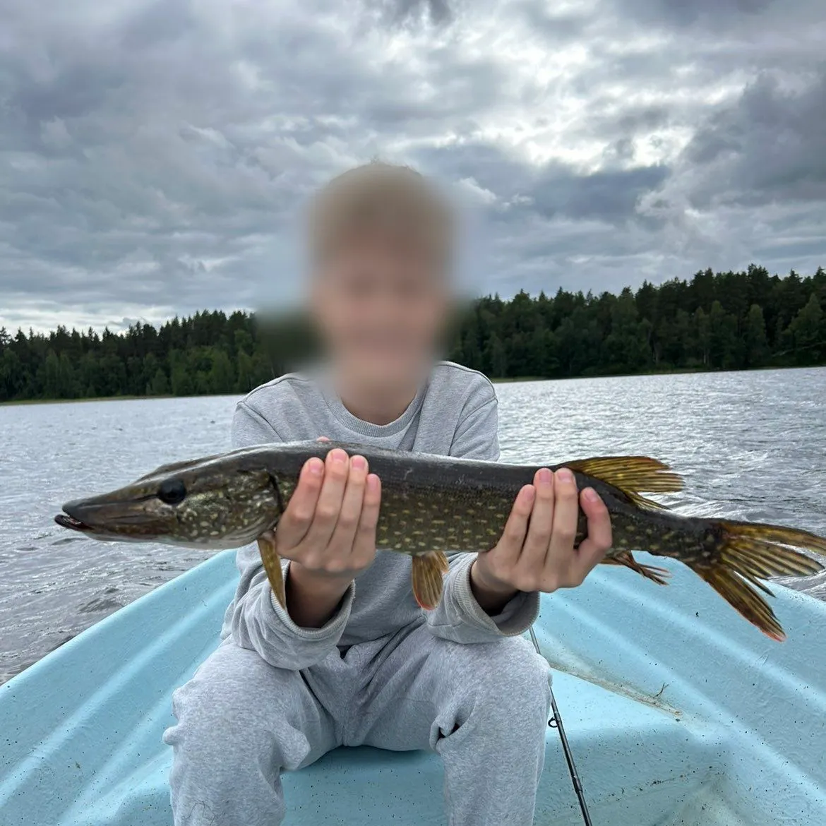 Northern pike caught on Fishbrain