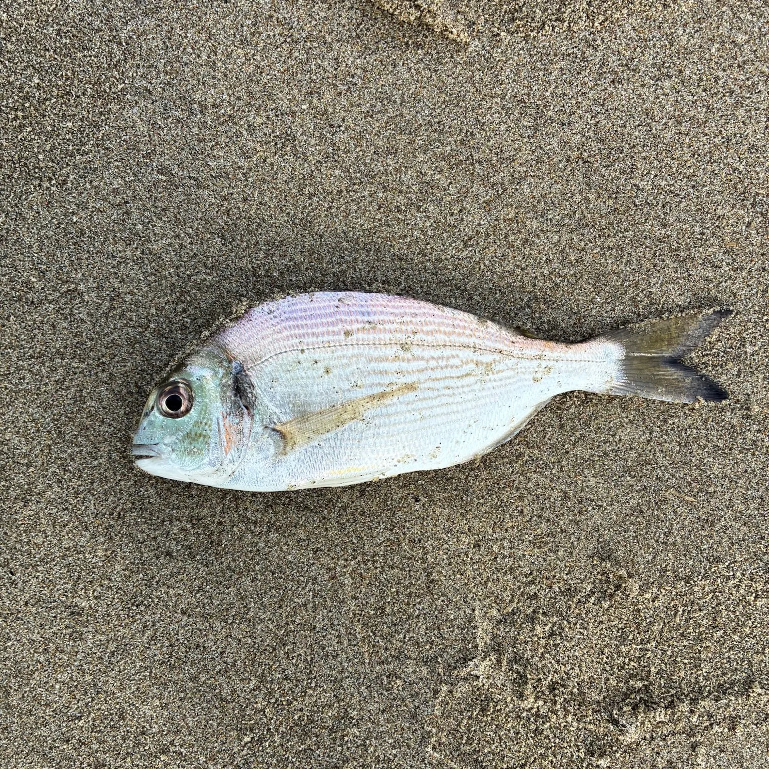 The most recent Black seabream catches on Fishbrain