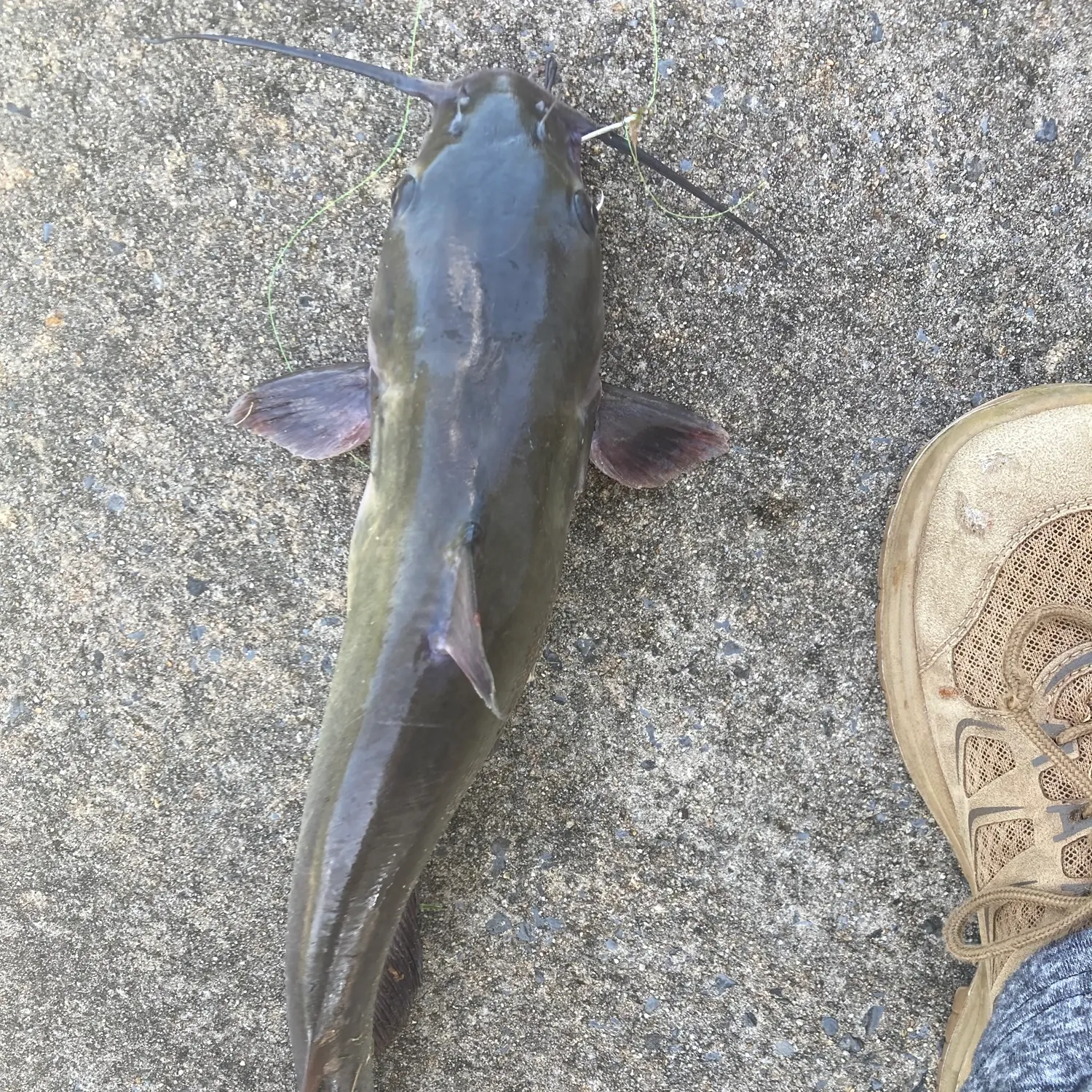 Channel catfish caught on Fishbrain