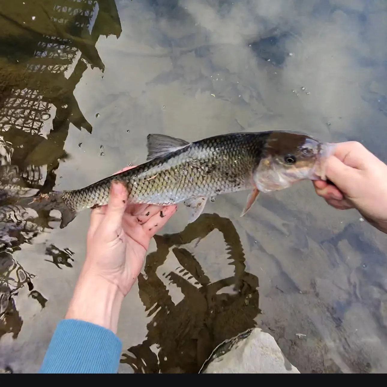 The most recent Fallfish catches on Fishbrain