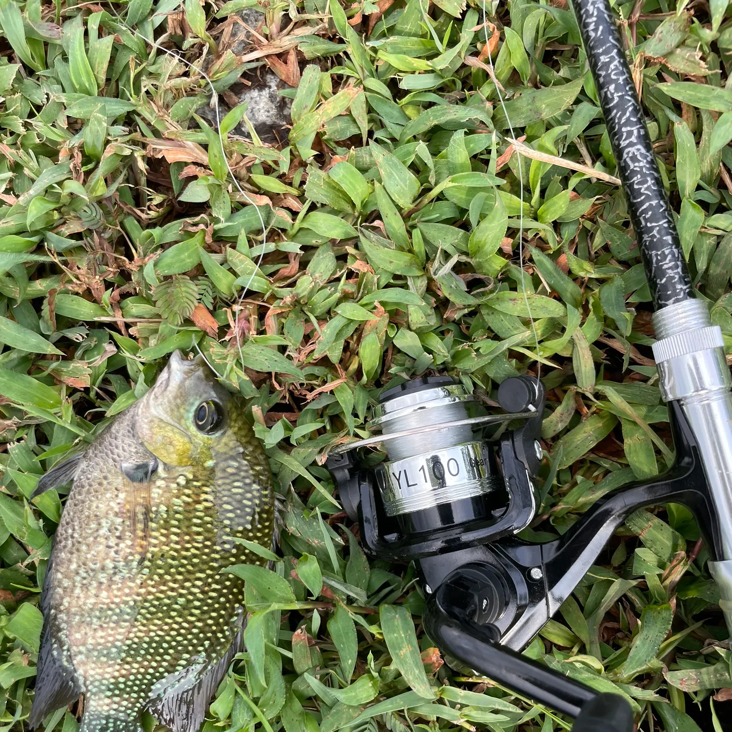 The most recent Pearlspot catches on Fishbrain