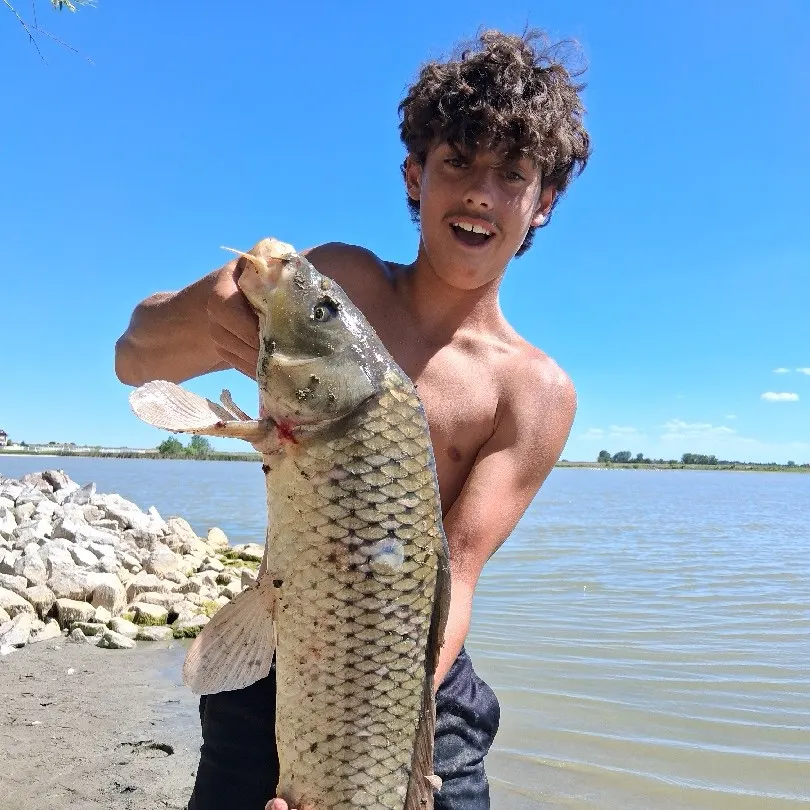 Common carp caught on Fishbrain