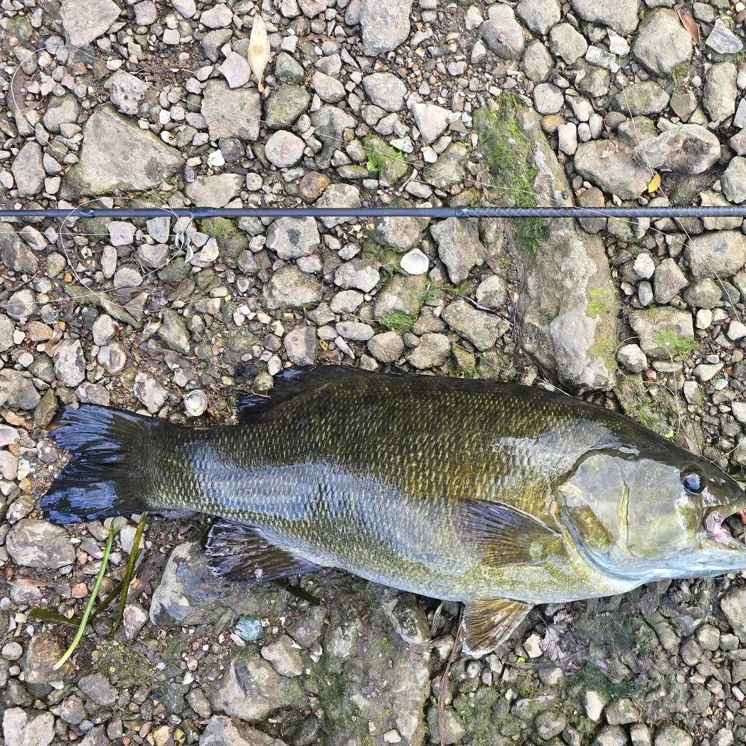 Smallmouth bass caught on Fishbrain