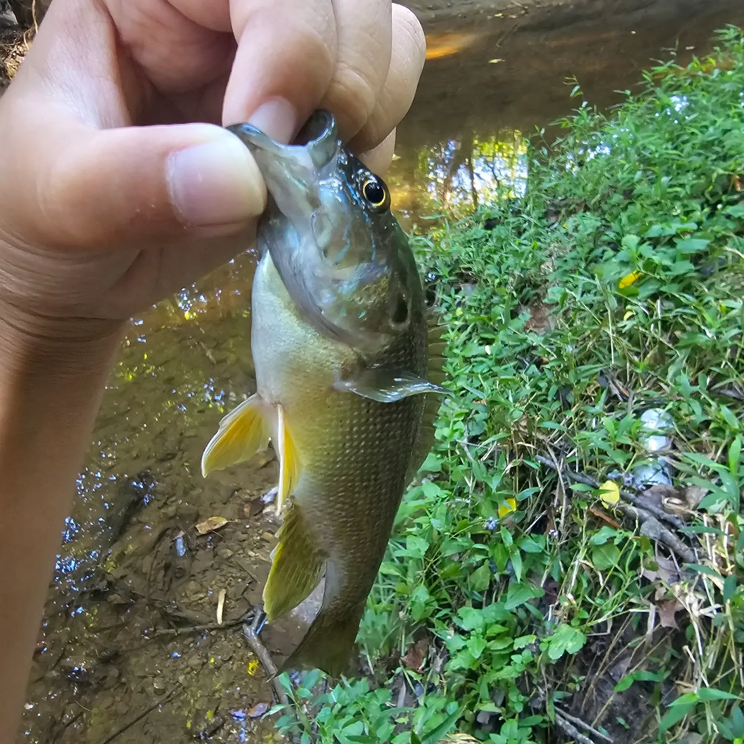 Green sunfish caught on Fishbrain