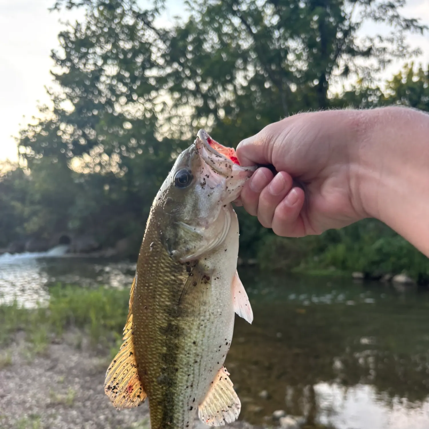 Spotted bass caught on Fishbrain