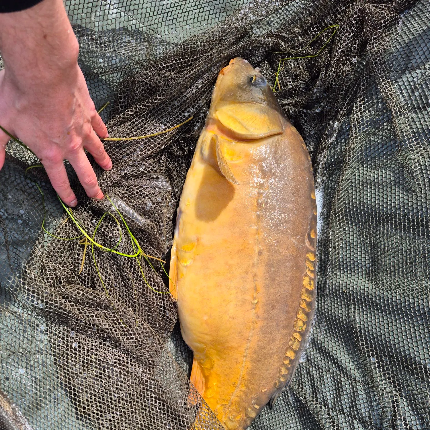 The most recent Leather carp catches on Fishbrain