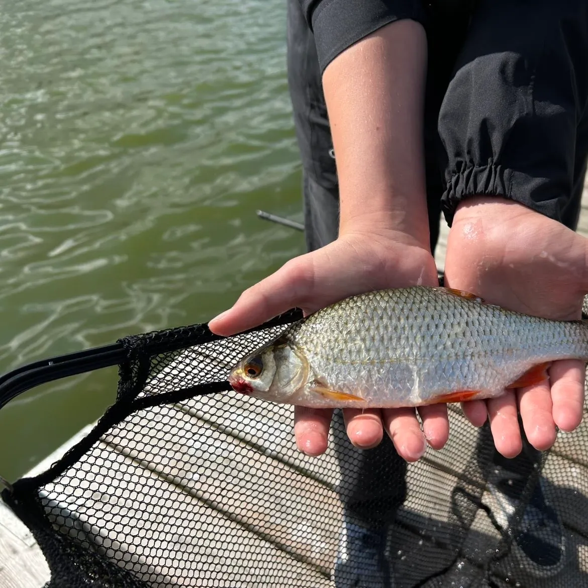 Common roach caught on Fishbrain