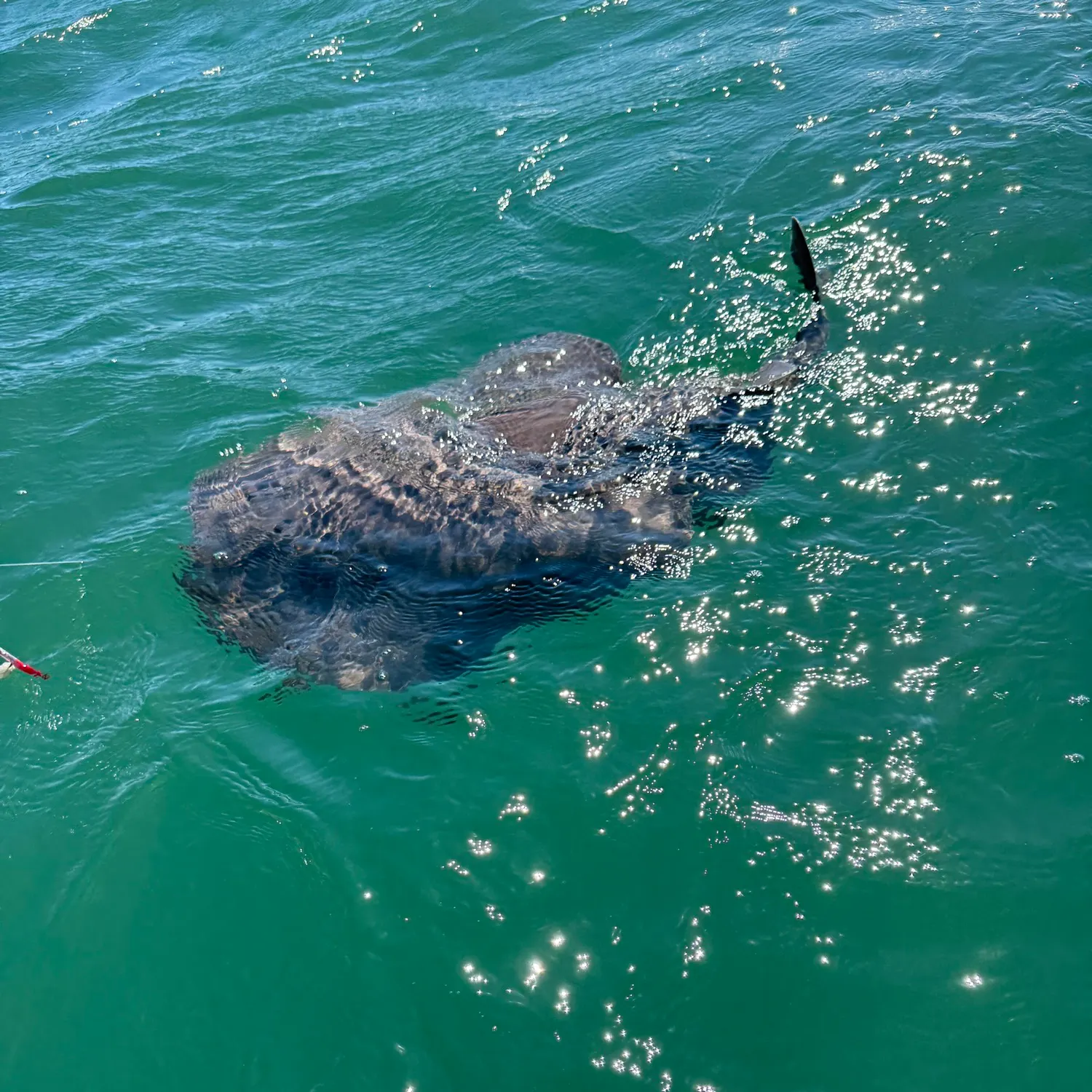 The most recent Atlantic torpedo ray catches on Fishbrain