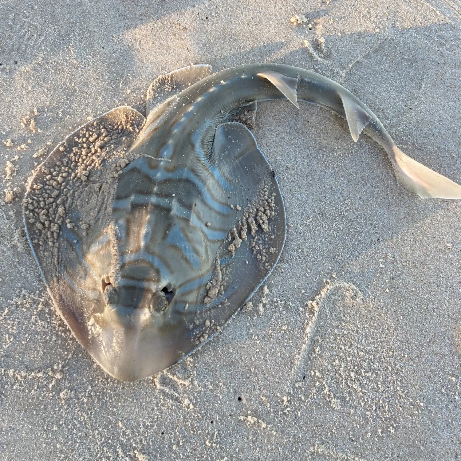 The most recent Southern fiddler catches on Fishbrain