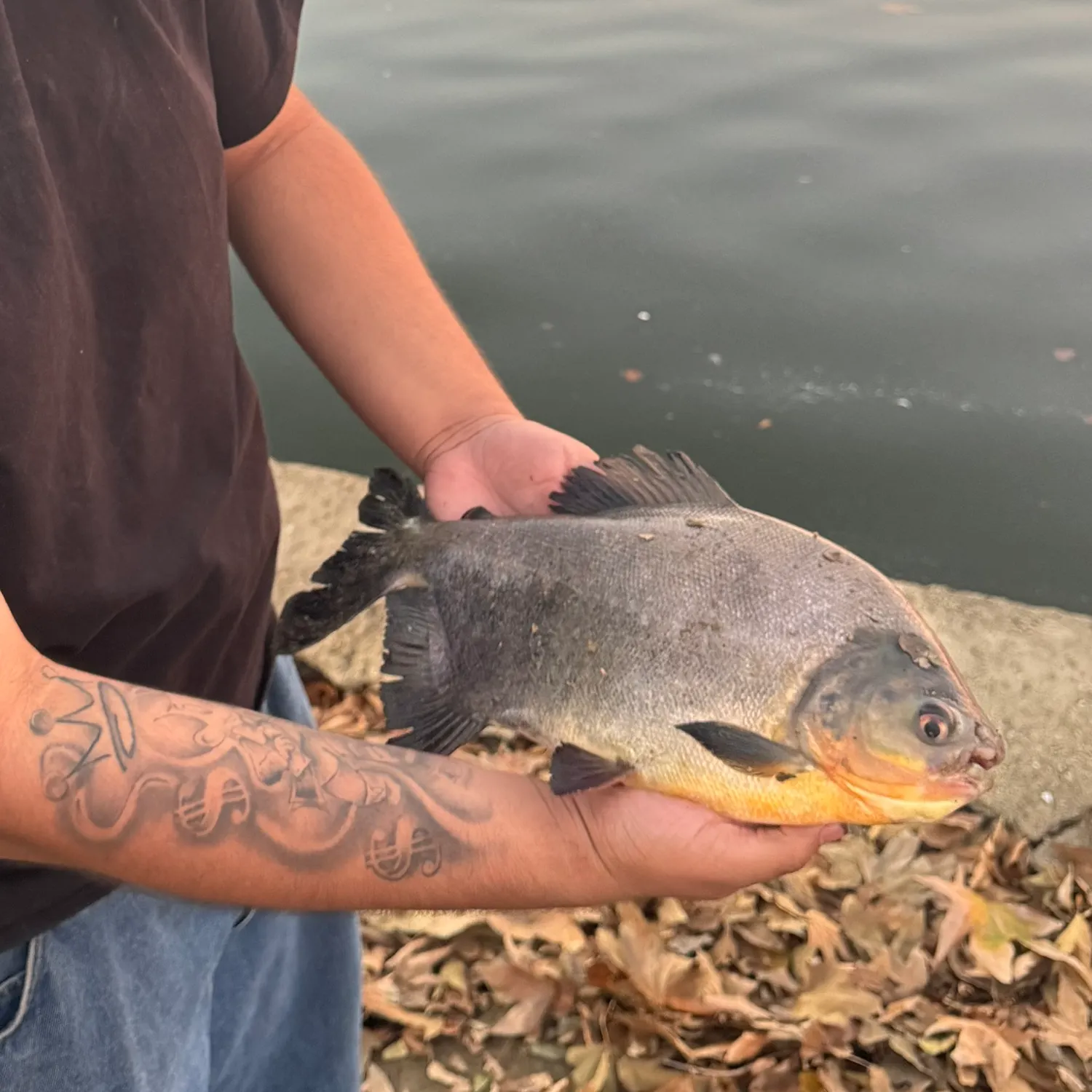 The most recent Red-bellied pacu catches on Fishbrain