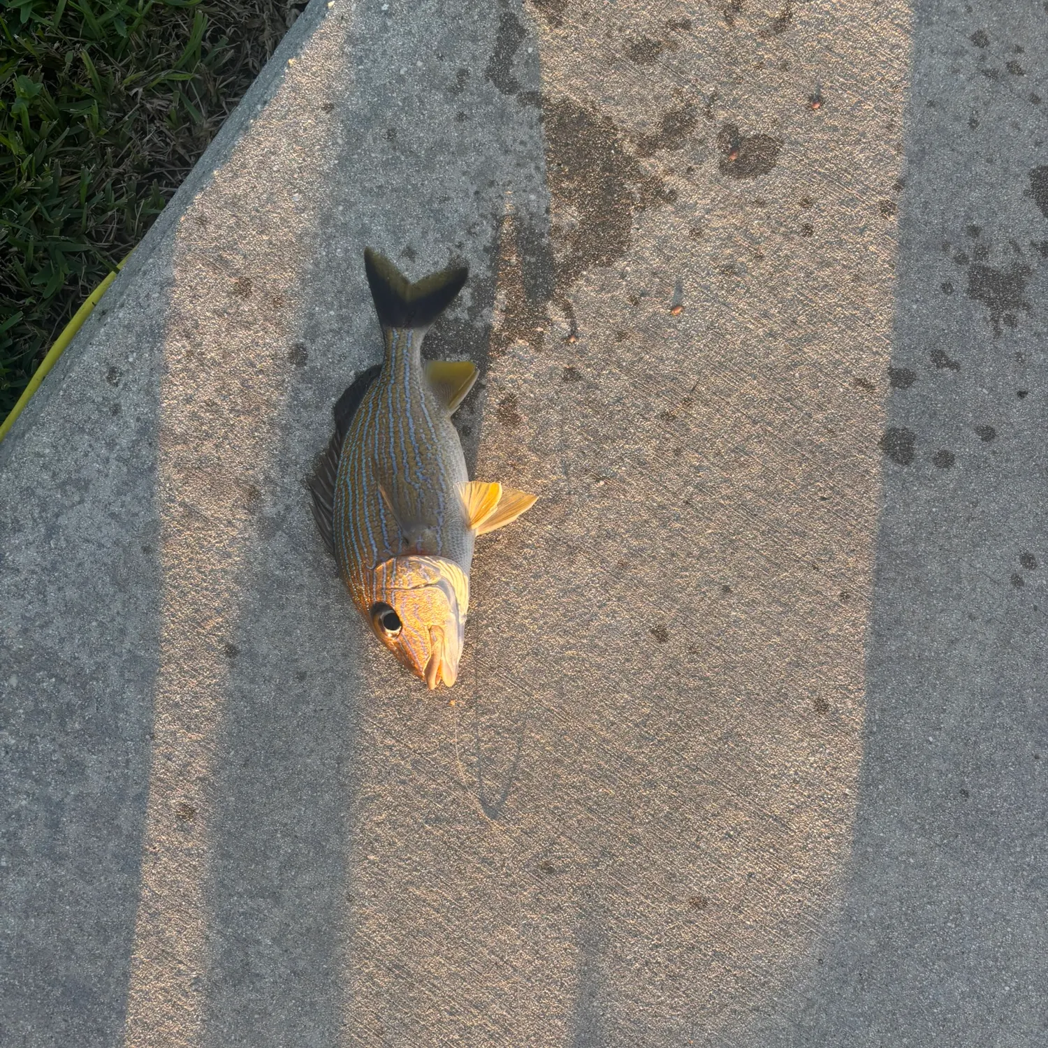 The most recent Atlantic porkfish catches on Fishbrain