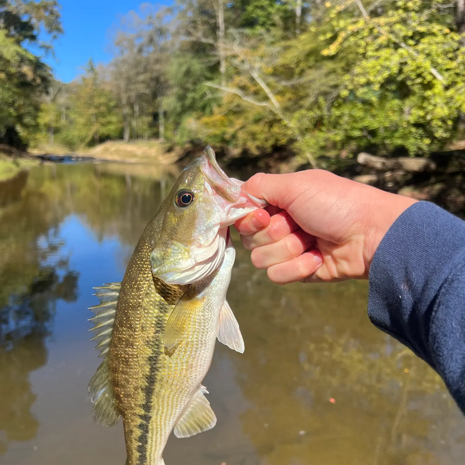 Spotted bass caught on Fishbrain