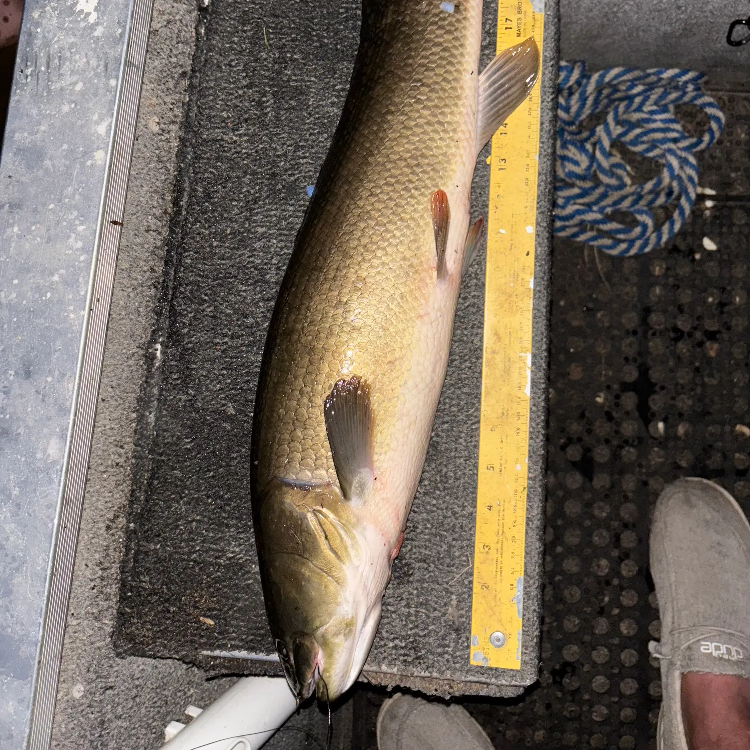 recently logged catches