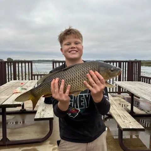 Common carp caught on Fishbrain