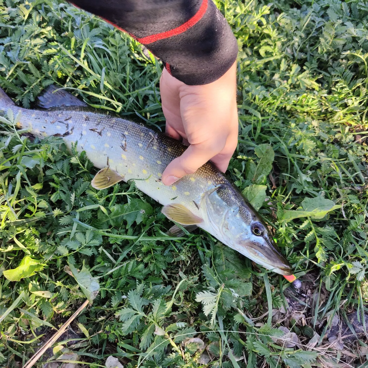 Northern pike caught on Fishbrain