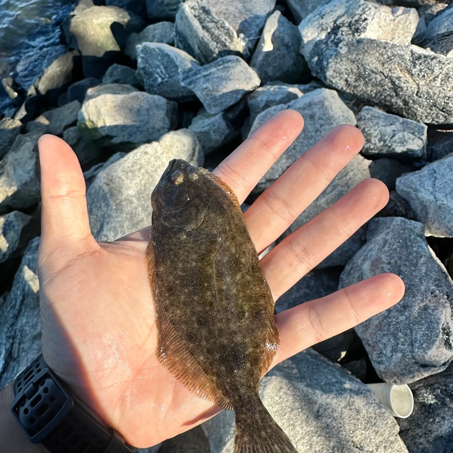 Summer flounder caught on Fishbrain