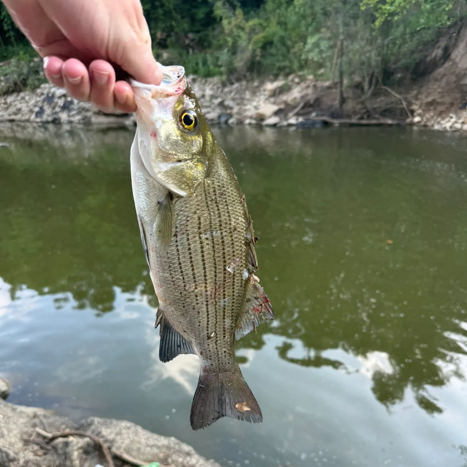 White bass caught on Fishbrain