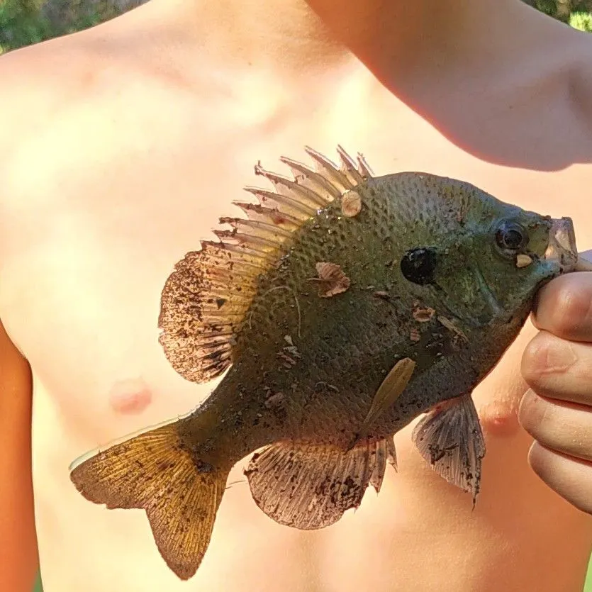 Bluegill caught on Fishbrain