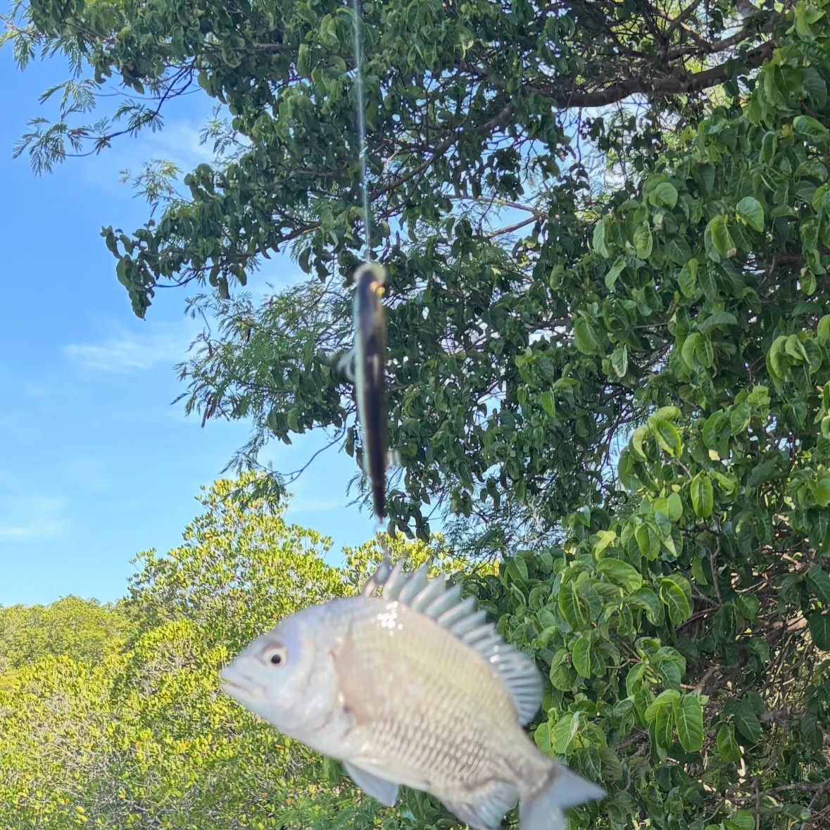 The most recent Pacific seabream catches on Fishbrain