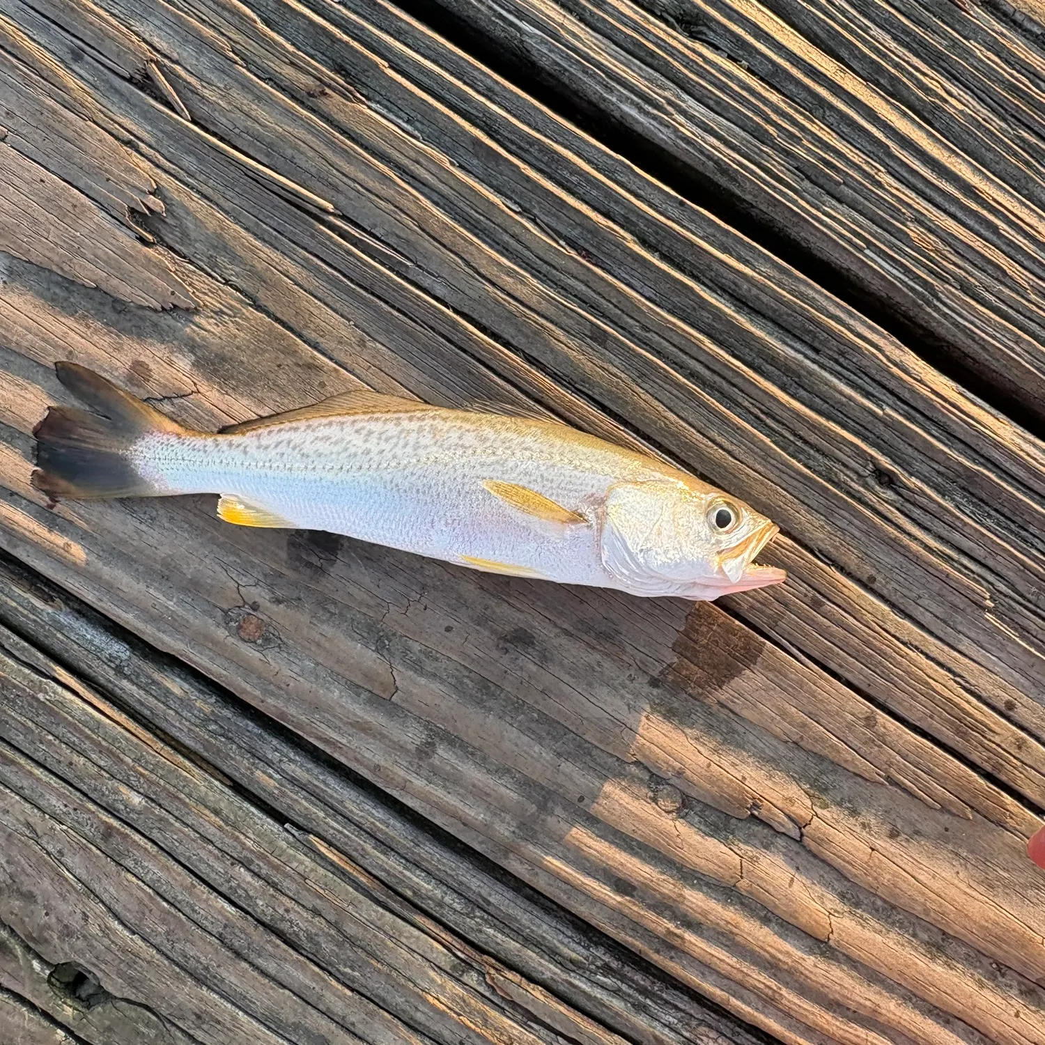 Gray weakfish caught on Fishbrain
