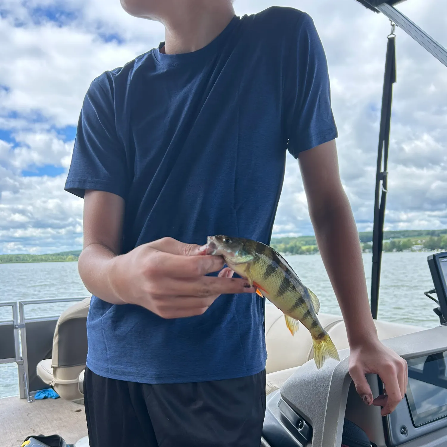 Yellow perch caught on Fishbrain