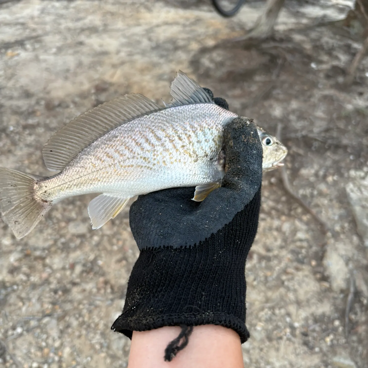 Atlantic croaker caught on Fishbrain