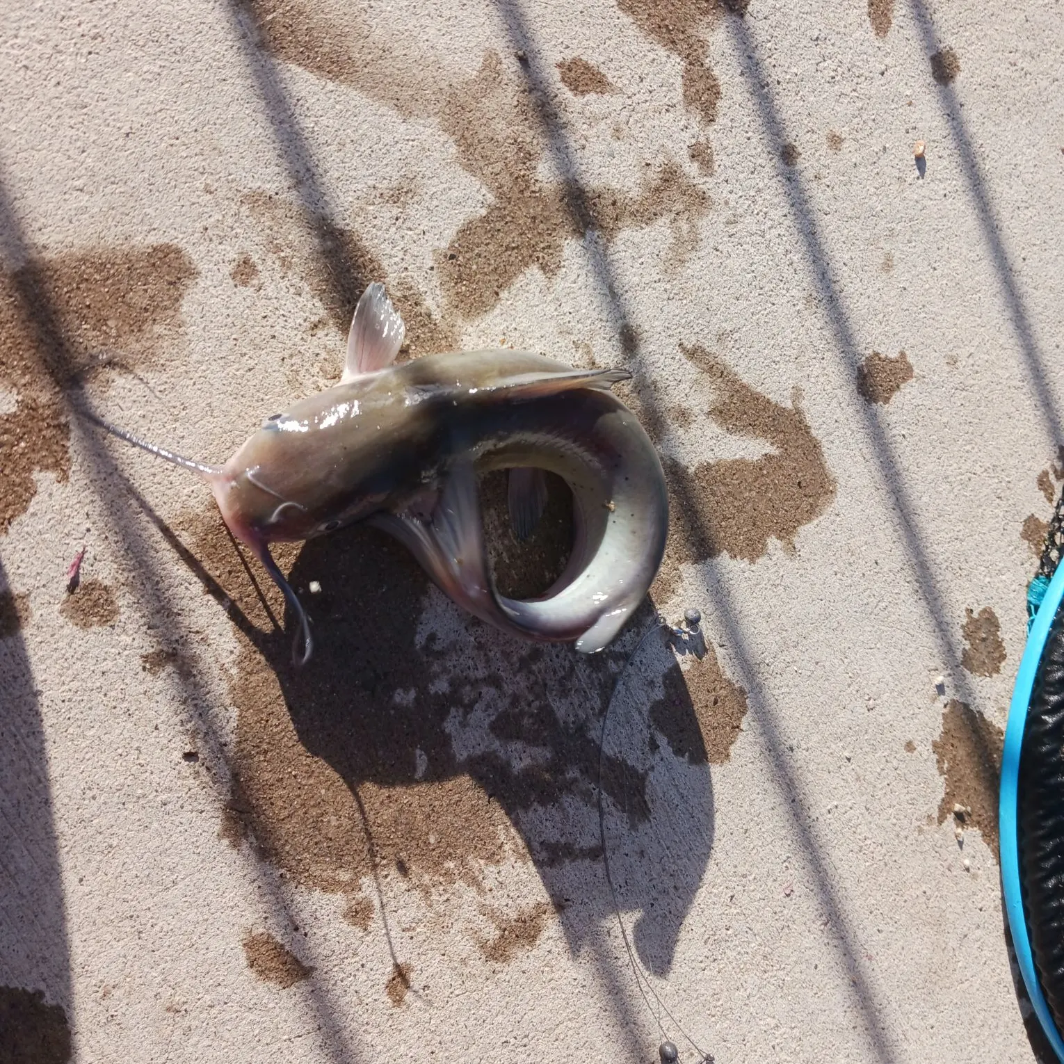 Channel catfish caught on Fishbrain