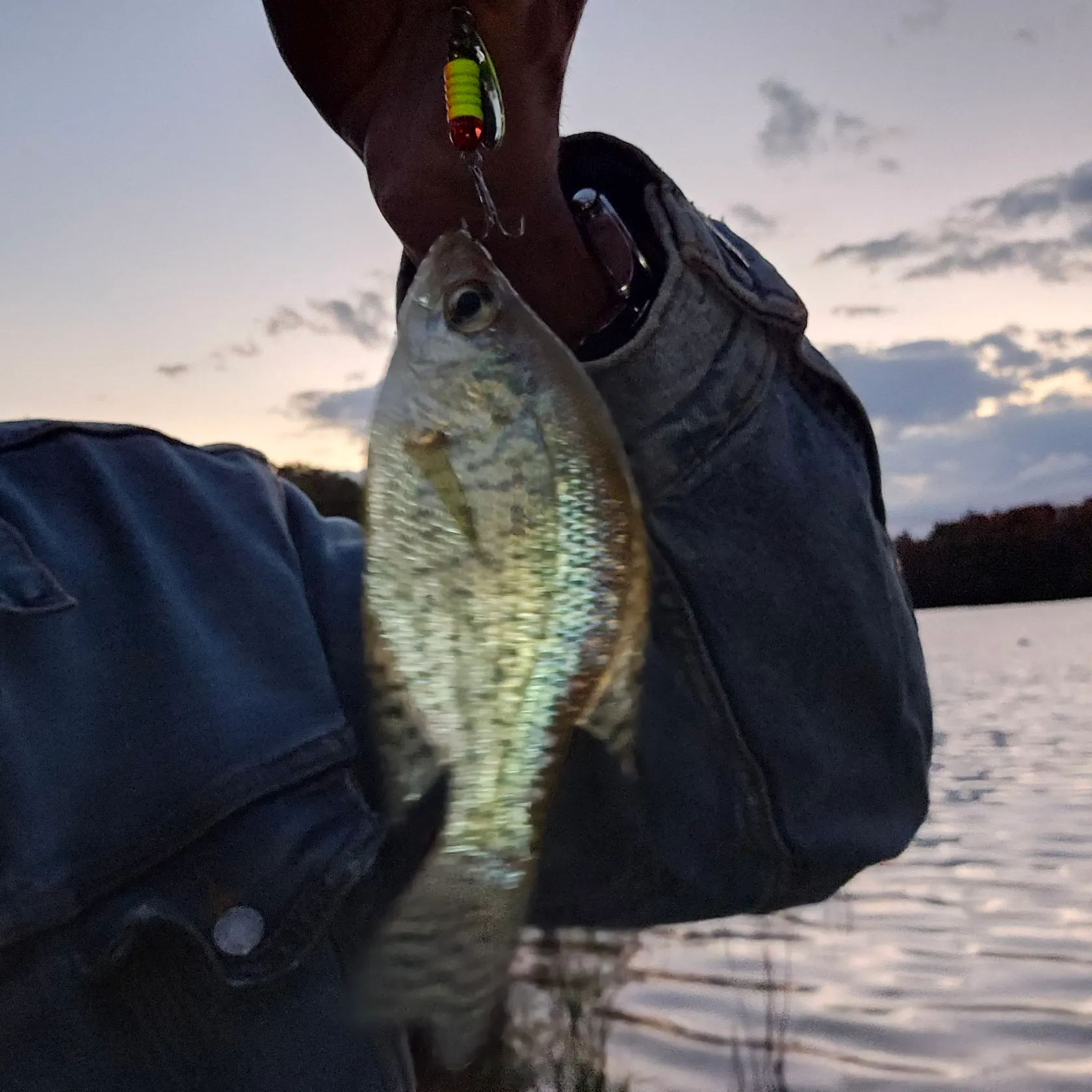 Black crappie caught on Fishbrain