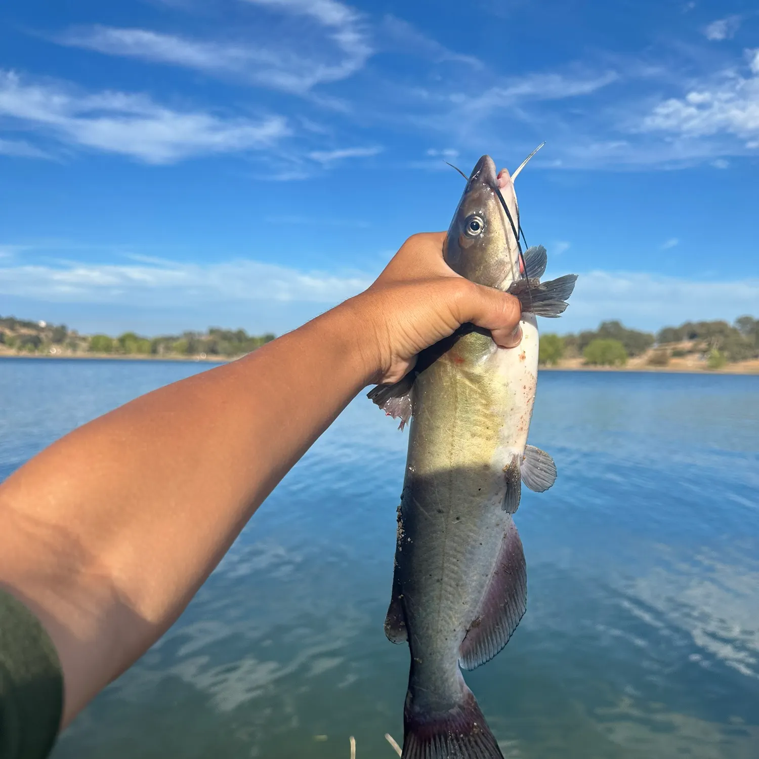 Channel catfish caught on Fishbrain