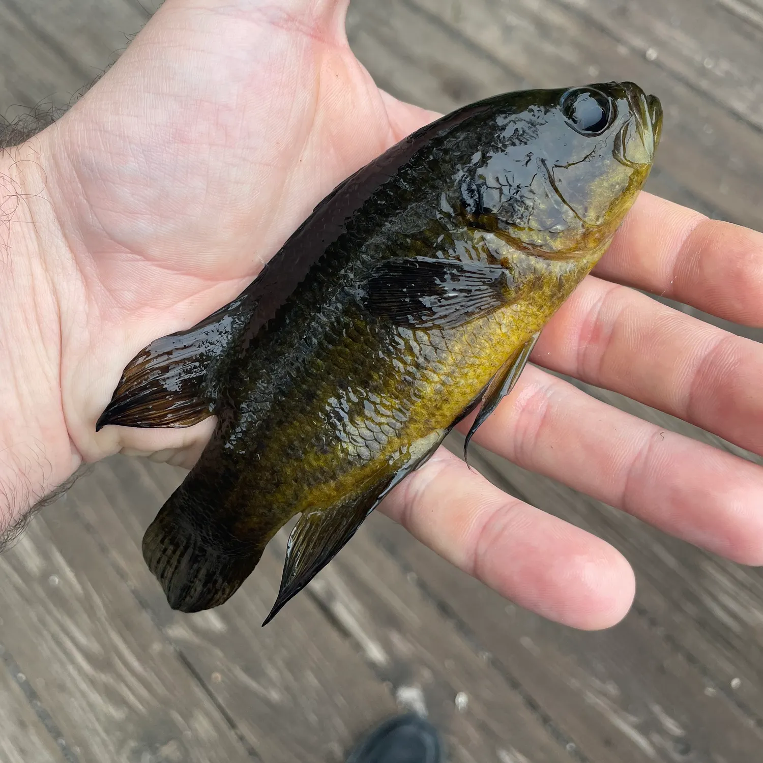 The most recent Mud sunfish catches on Fishbrain