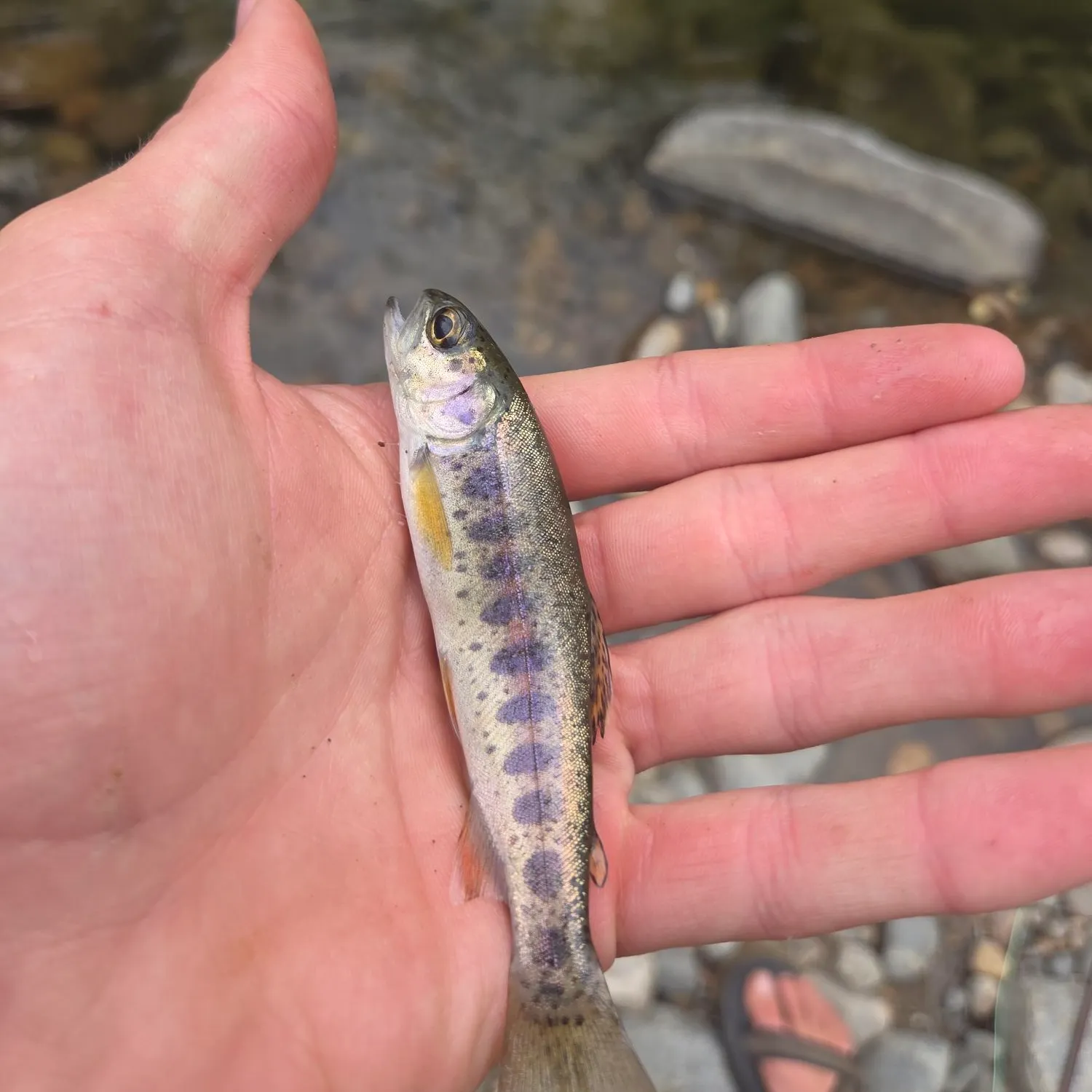Rainbow trout caught on Fishbrain
