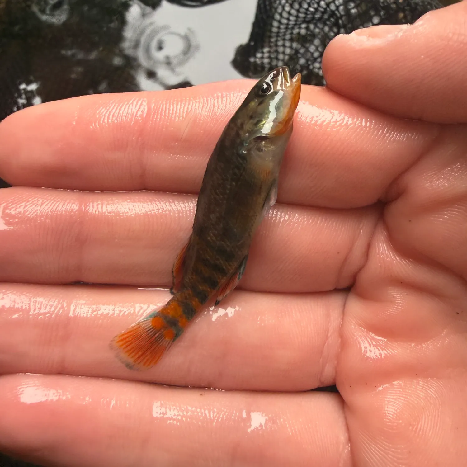 The most recent Rainbow darter catches on Fishbrain