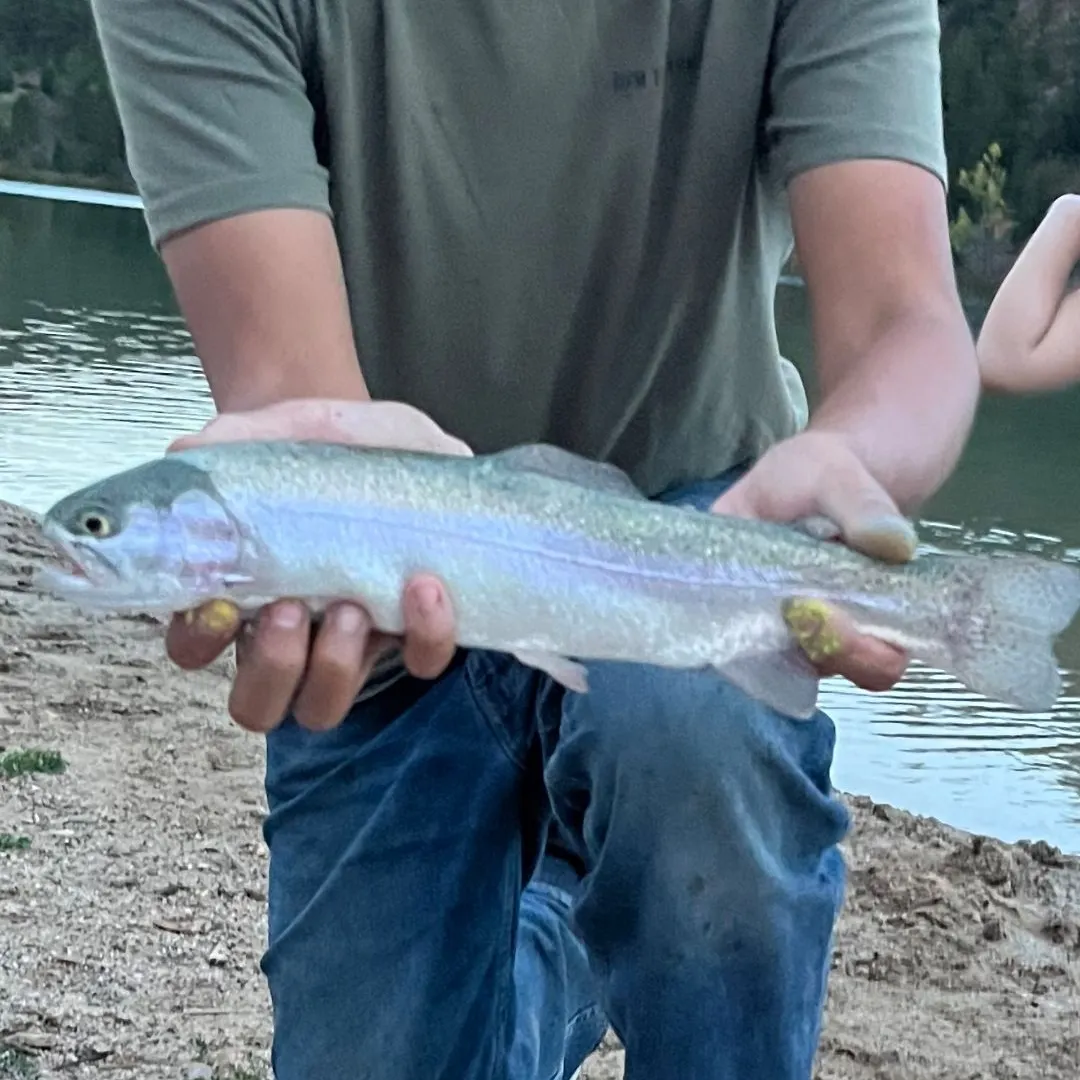 Rainbow trout caught on Fishbrain