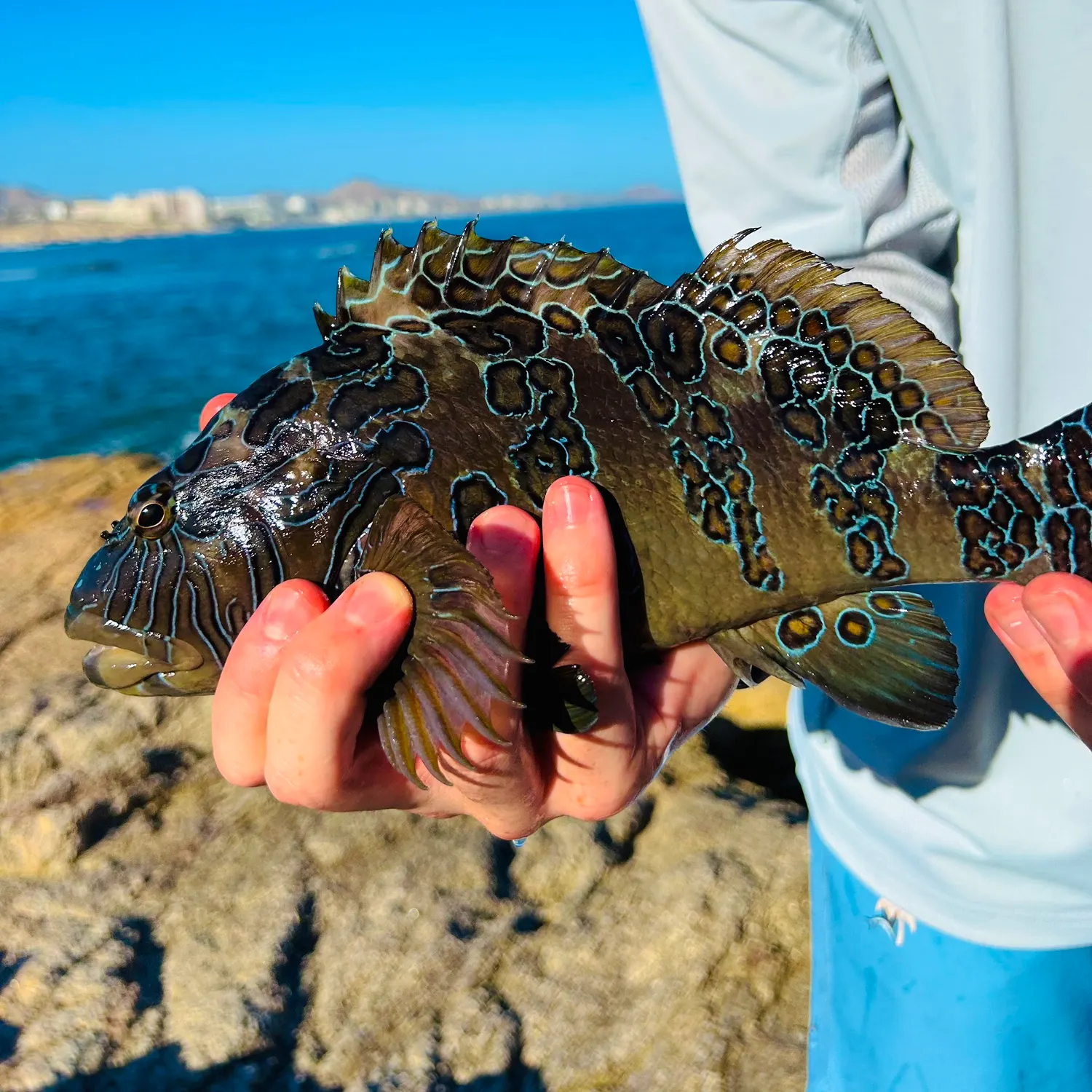 The most recent Giant hawkfish catches on Fishbrain