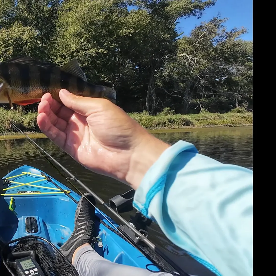 Yellow perch caught on Fishbrain