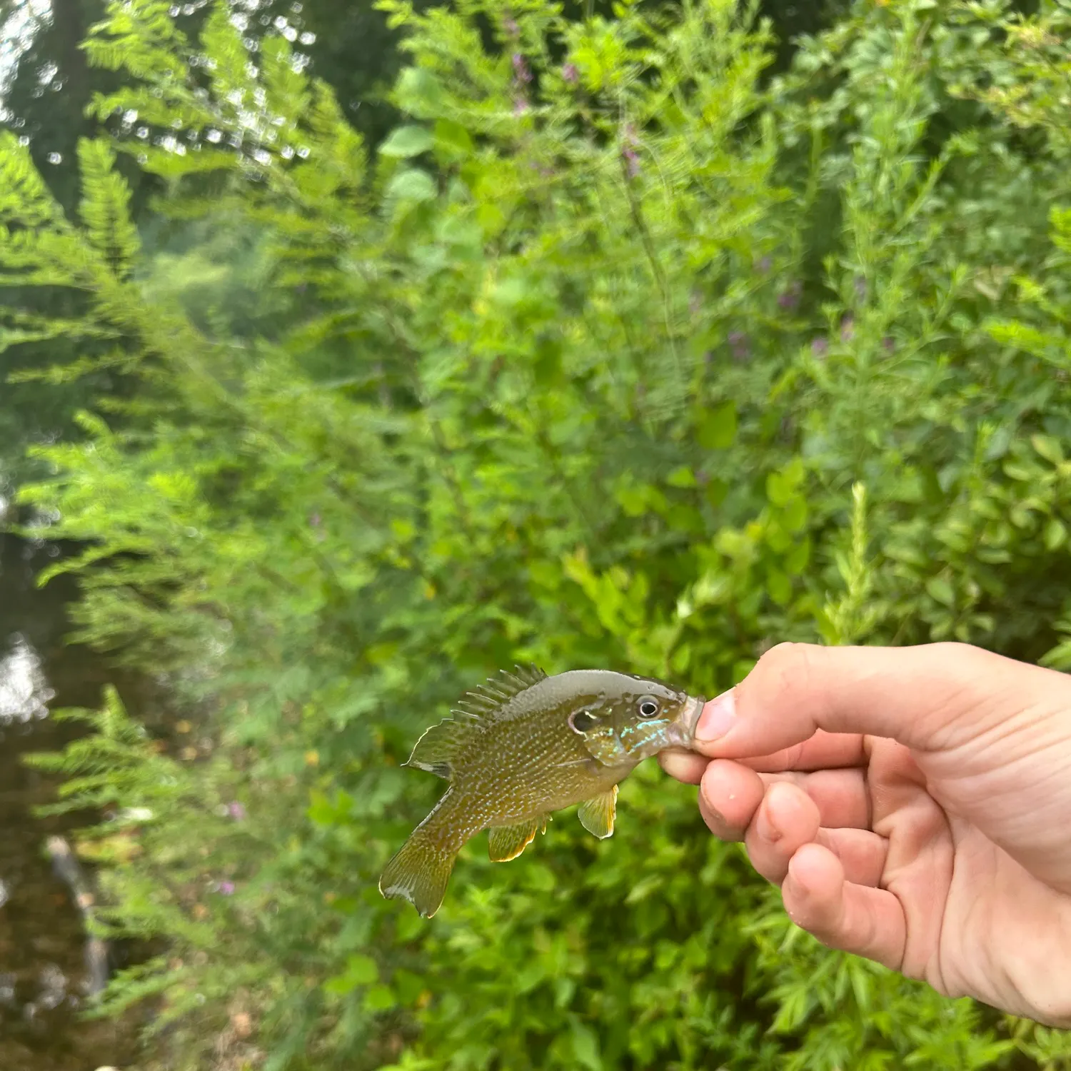 Green sunfish caught on Fishbrain